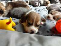 Piesek Beagle tricolor