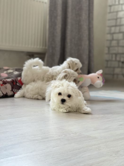 Дітки мальтійської болонки з документами