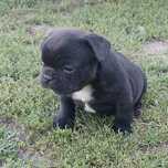 Buldogi francuskie