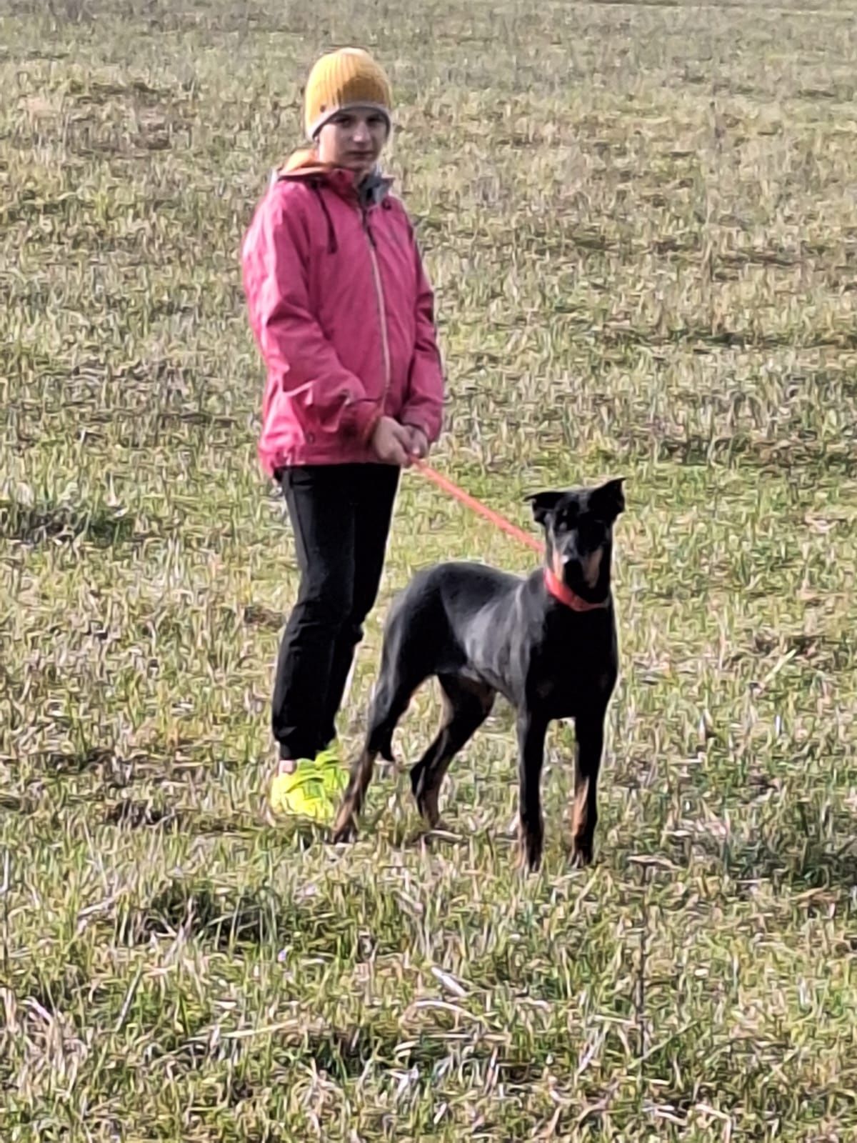 Doberman  szczeniak chłopczyk