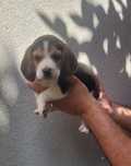 Macho beagle tricolor