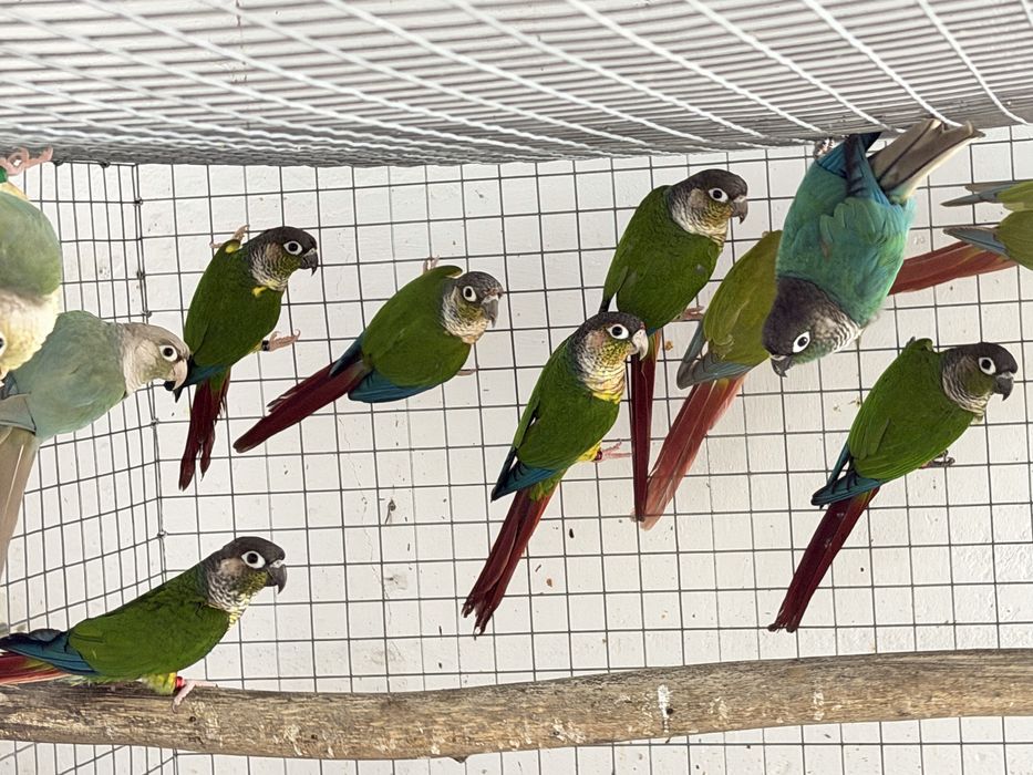 Pyrrhuras mollinae várias mutações