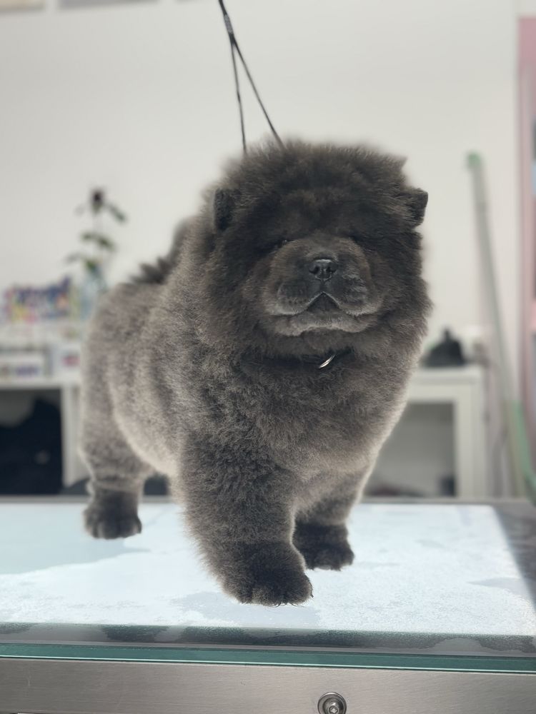 Chow chow sunia wybitna uroda !!