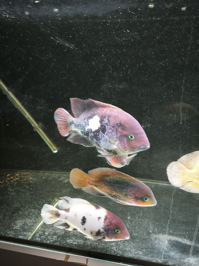 2 peixes Oscar 5 vieja