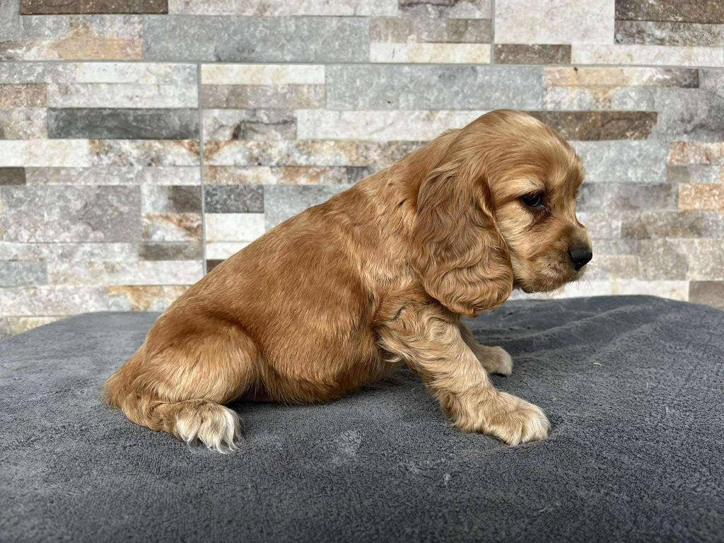Cocker spaniel suczka