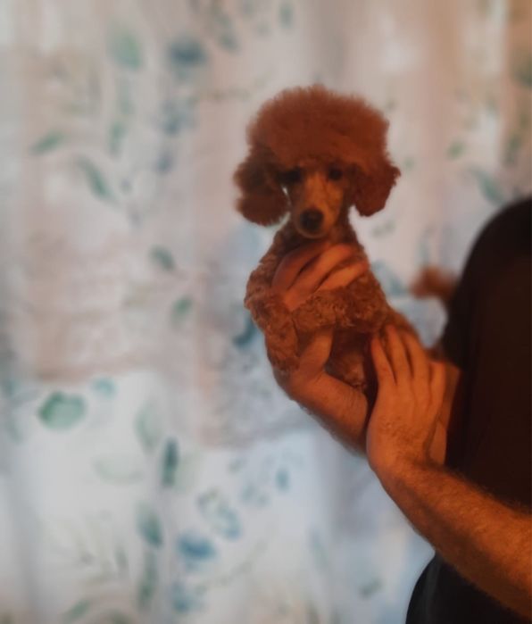 Pudel miniaturowy piesek Mozart