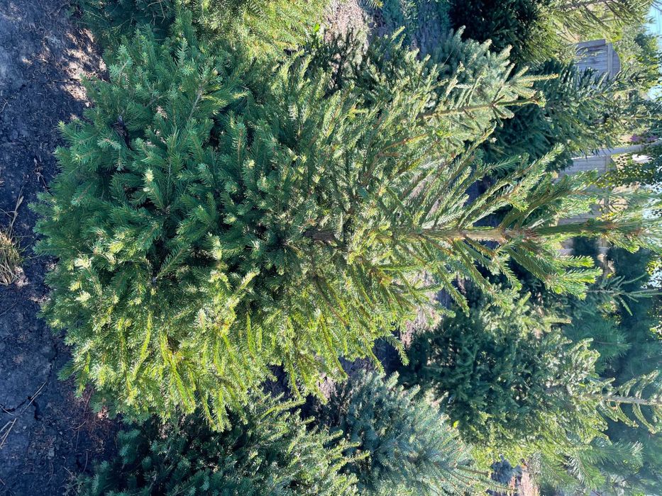 Ель с комом (1.5 м)