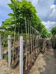 Catalpa Katalpa Kulista