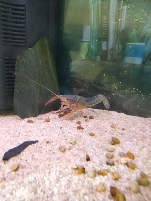 Lagostim colorido de água doce