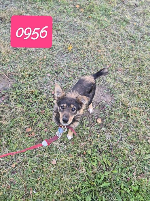 8 miesięcy, 5 kg radości. Malutka sunia błaga o dom stały lub tymczaso