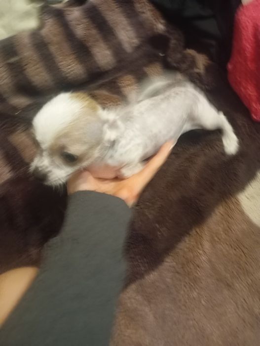 Щенок китайськой хохлатой міні