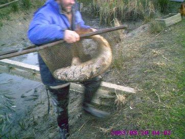 tołpyga amur od 30 do 60cm 1,50zł za cm sprzedaje tylko w małym detalu