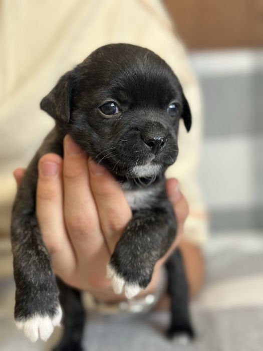 Віддаємо щенят у добрі руки, мама французький бульдог