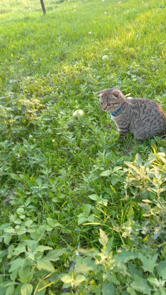 Котята британці продам