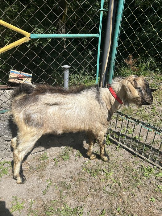 Продам породистих кіз