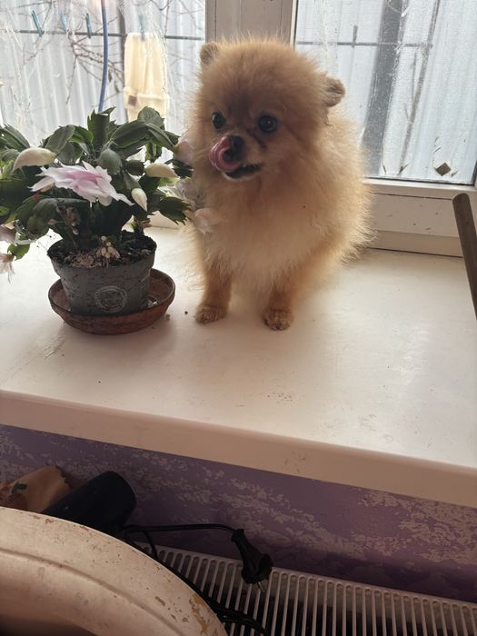 Руденьке чудо Дівчинка