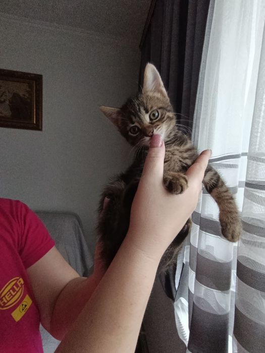 Віддам кошеня в хороші руки