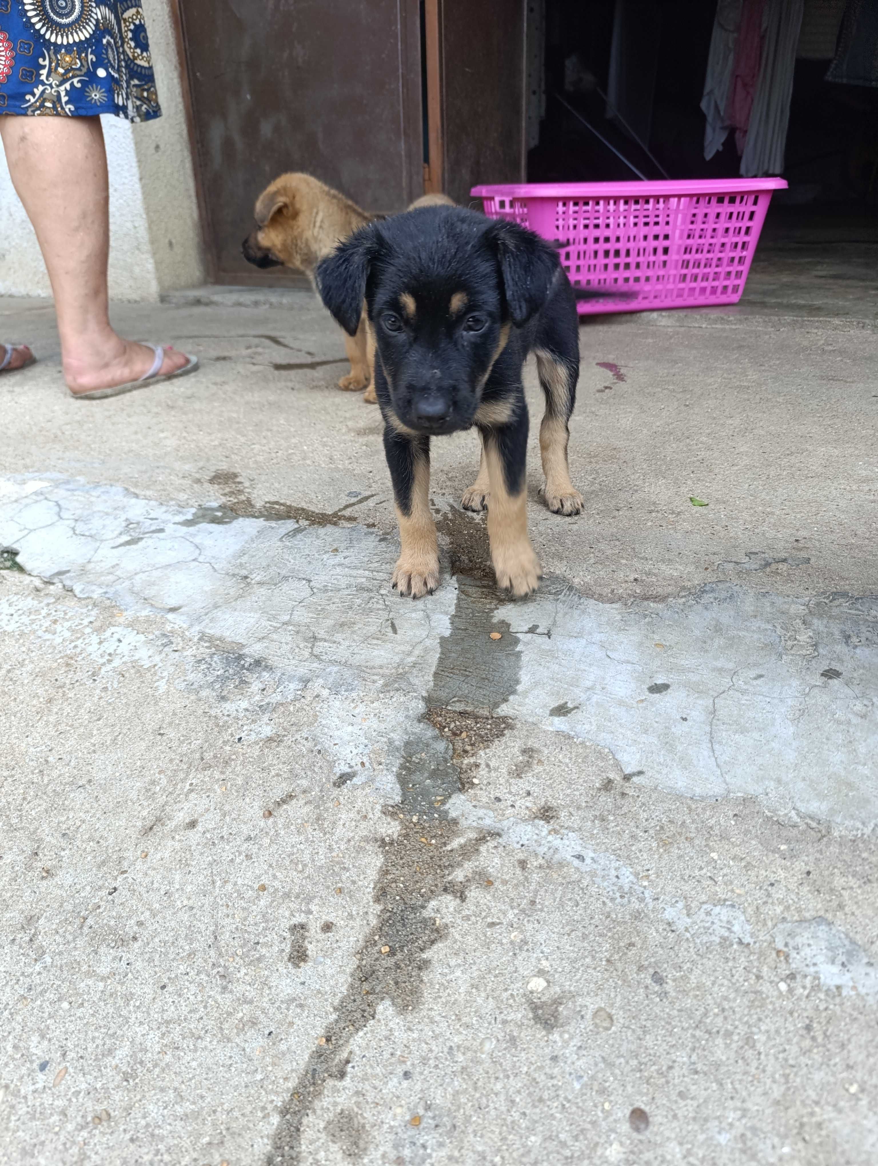 Cães para adopção.