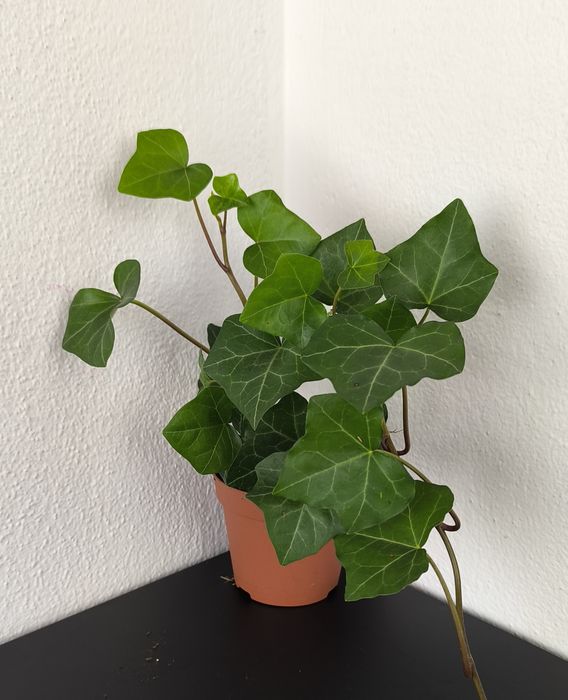 Hedera Hibernica Bluszcz Islandzki don 8,5 cm