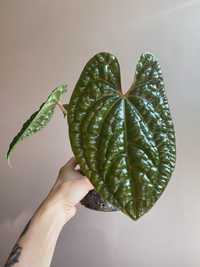 anthurium luxurians пєнь