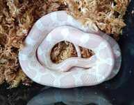 Wąż zbożowy (Pantherorophis guttata)