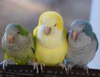 Попугаи манахи малыши зелёного цвета возможна доставка