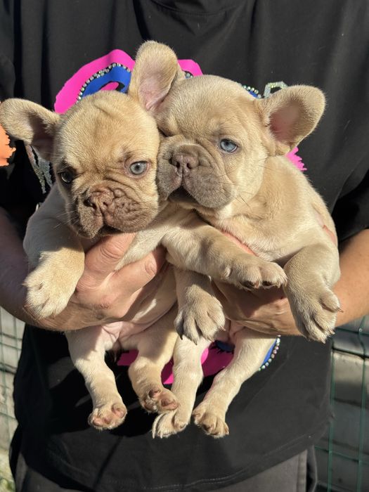 Французкие бульдоги