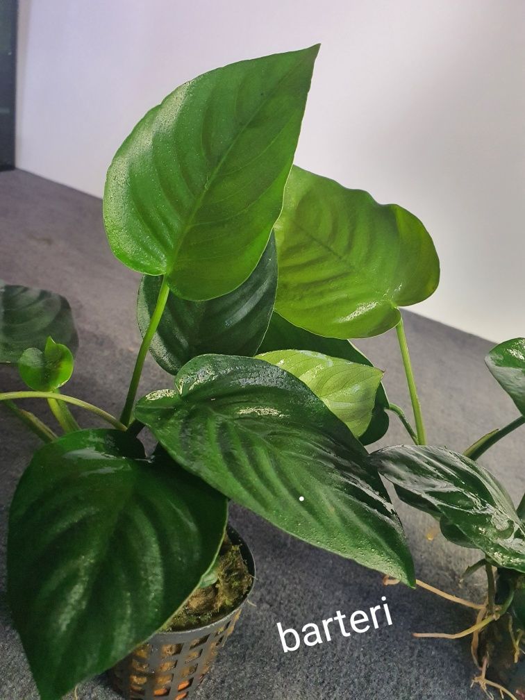 Anubias barterii