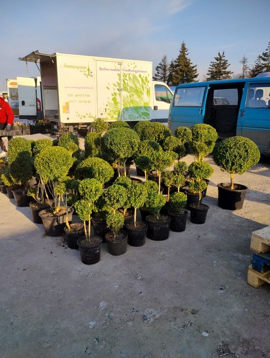 Bukszpany i inne krzewy ozdobne