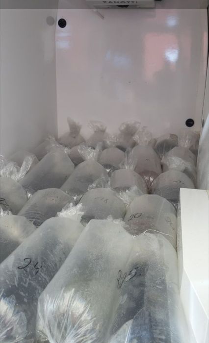 Narybek Szczupak 25-35 cm inne Sandacz Amur Karp Tołpyga Lin Jesiotr