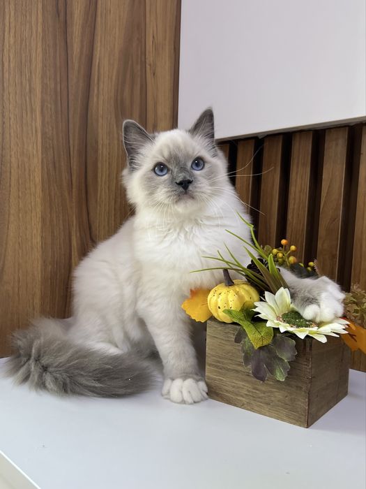 Ragdoll kocurek, rodowod FPL.