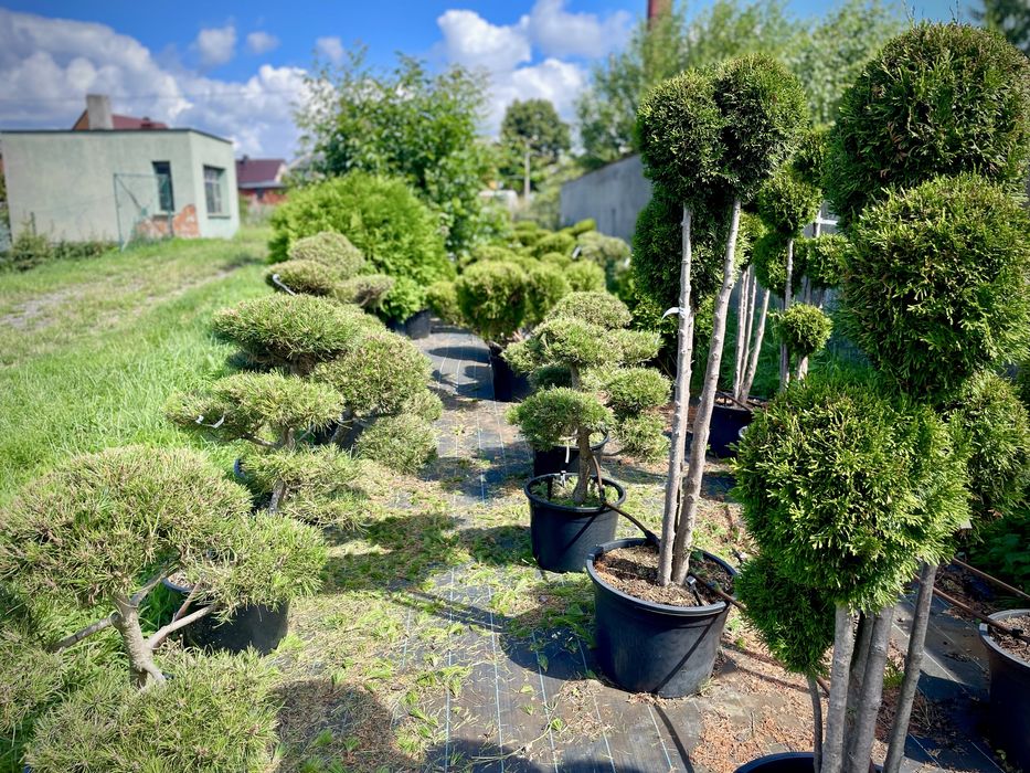 Bonsai Rosliny Formowane