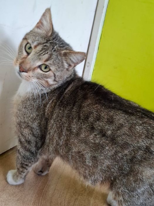 3 letni Kocurek szuka domu niewychodzącego