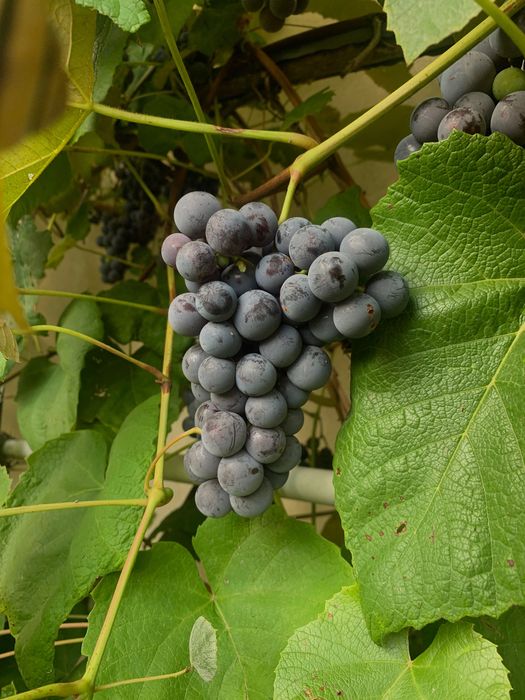 Winogrona na wino i nie tylko