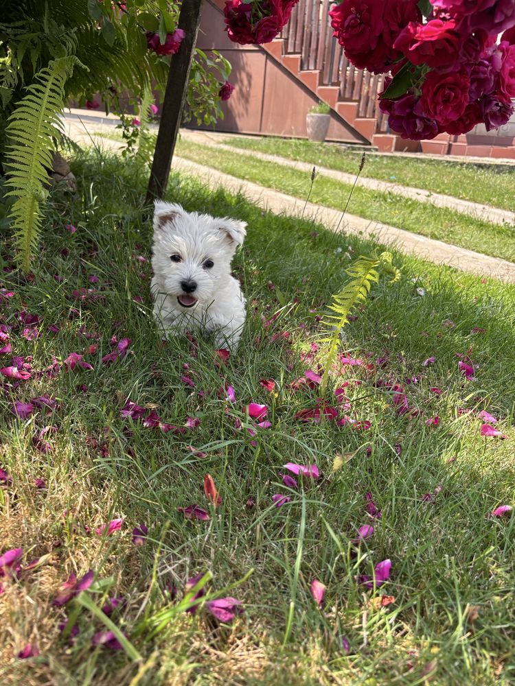 Piesek  West Highland white terrier