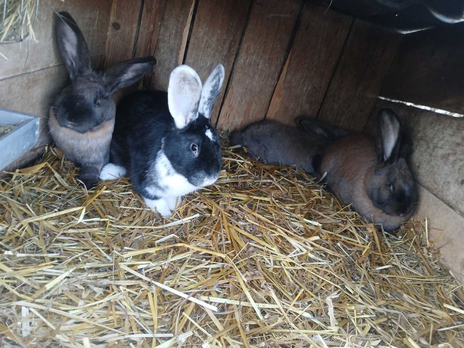 Sprzedam Króliki