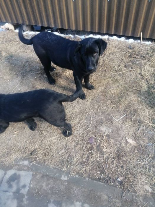 Цуценята шукають дім