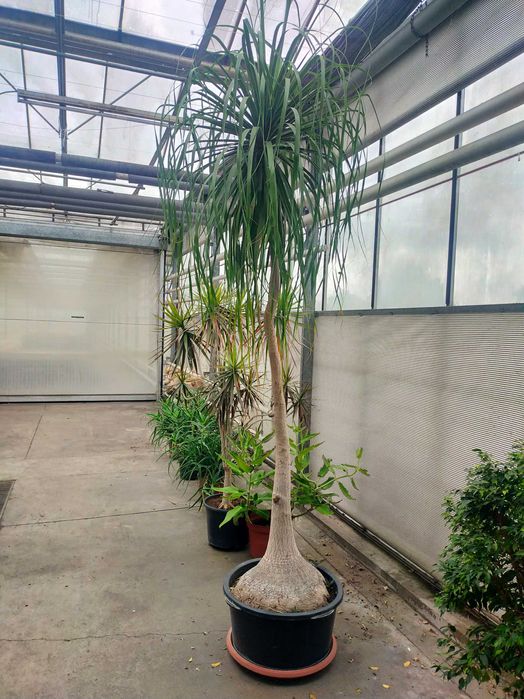 Nolina, Stopa słonia ,gigant 340cm ok 40 lat !!