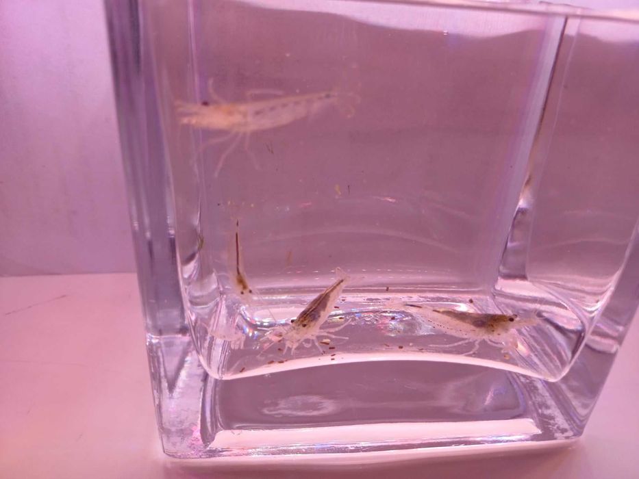 Krewetka Amano - Caridina Multidentata