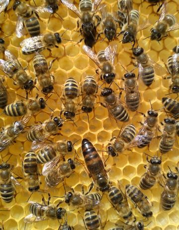 Бджолопакети продам