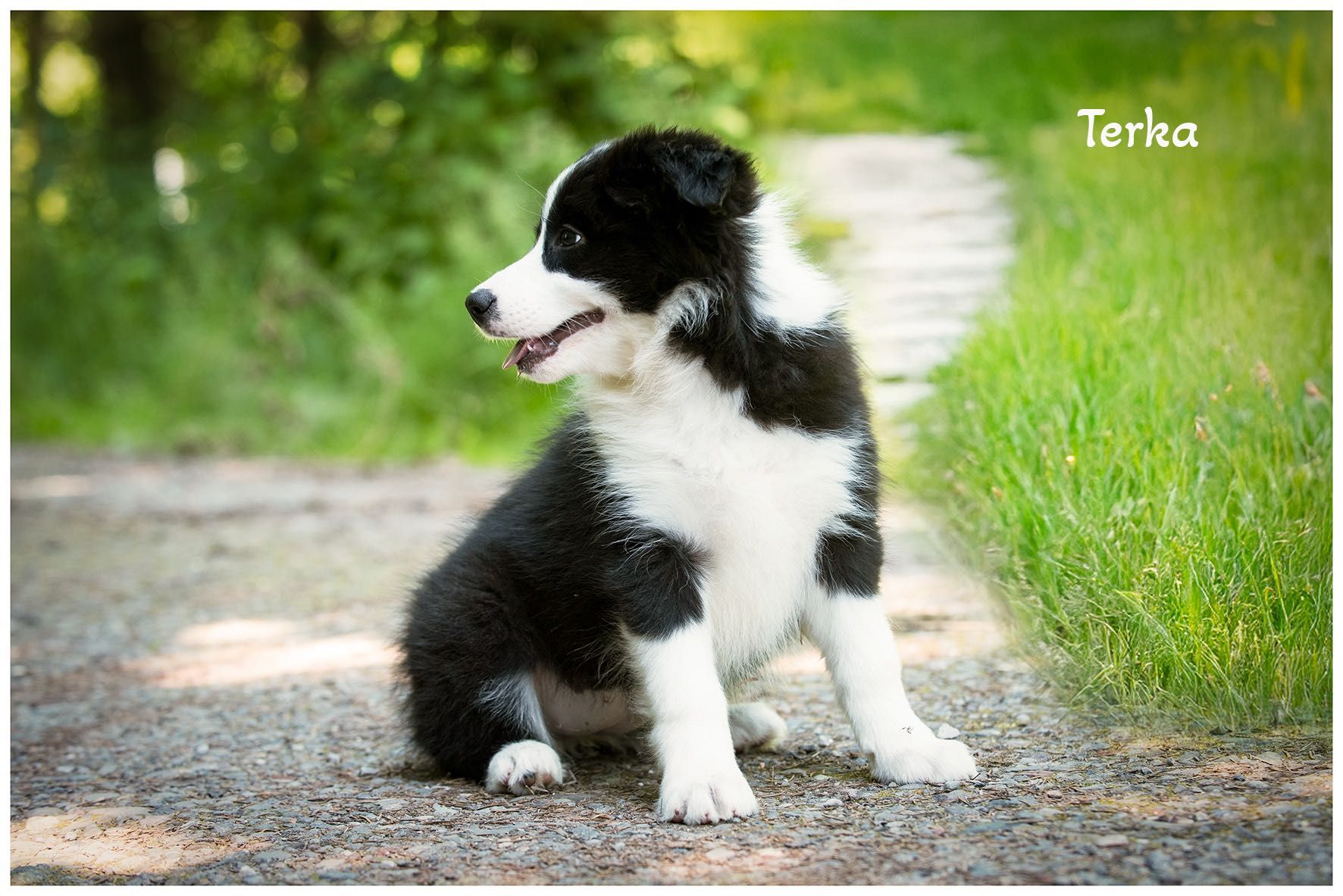 Border Collie FCI ZKwP