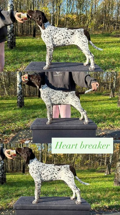 wyżeł niemiecki krótkowłosy Zkwp/Fci