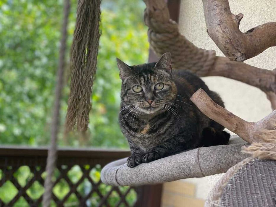 Cudowna kotka szuka domu - Cynaderka poleca się do adopcji.