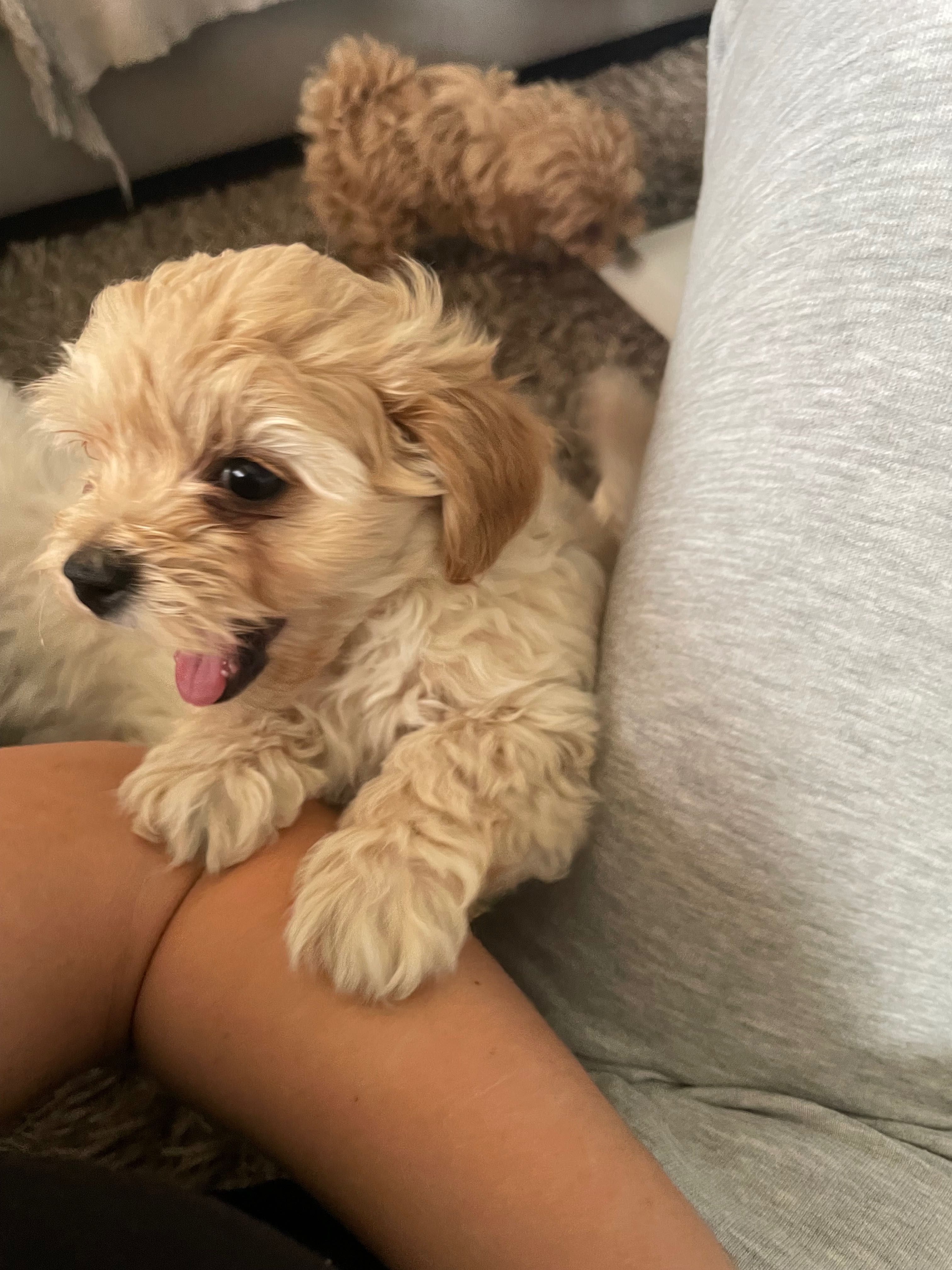 Piesek Maltipoo do odbioru początkiem lipca