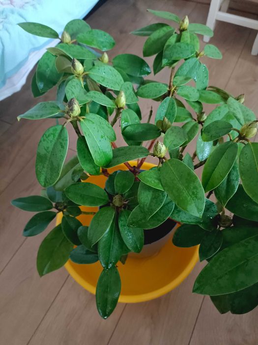 Piękny rododendron w doniczce