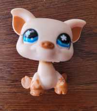 Littlest pet shop świnka 732