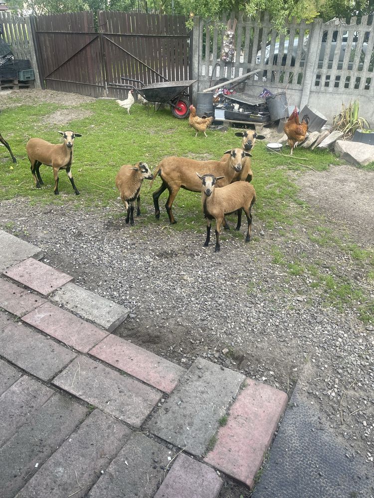 Sprzedam owce kameruńskie