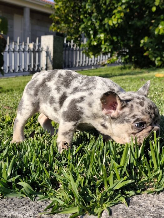 Bulldog creme femea