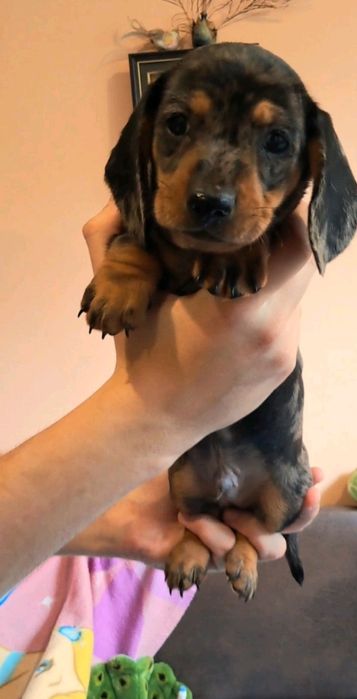 Блакитнэ  Мерле хлопчики мiнi такси