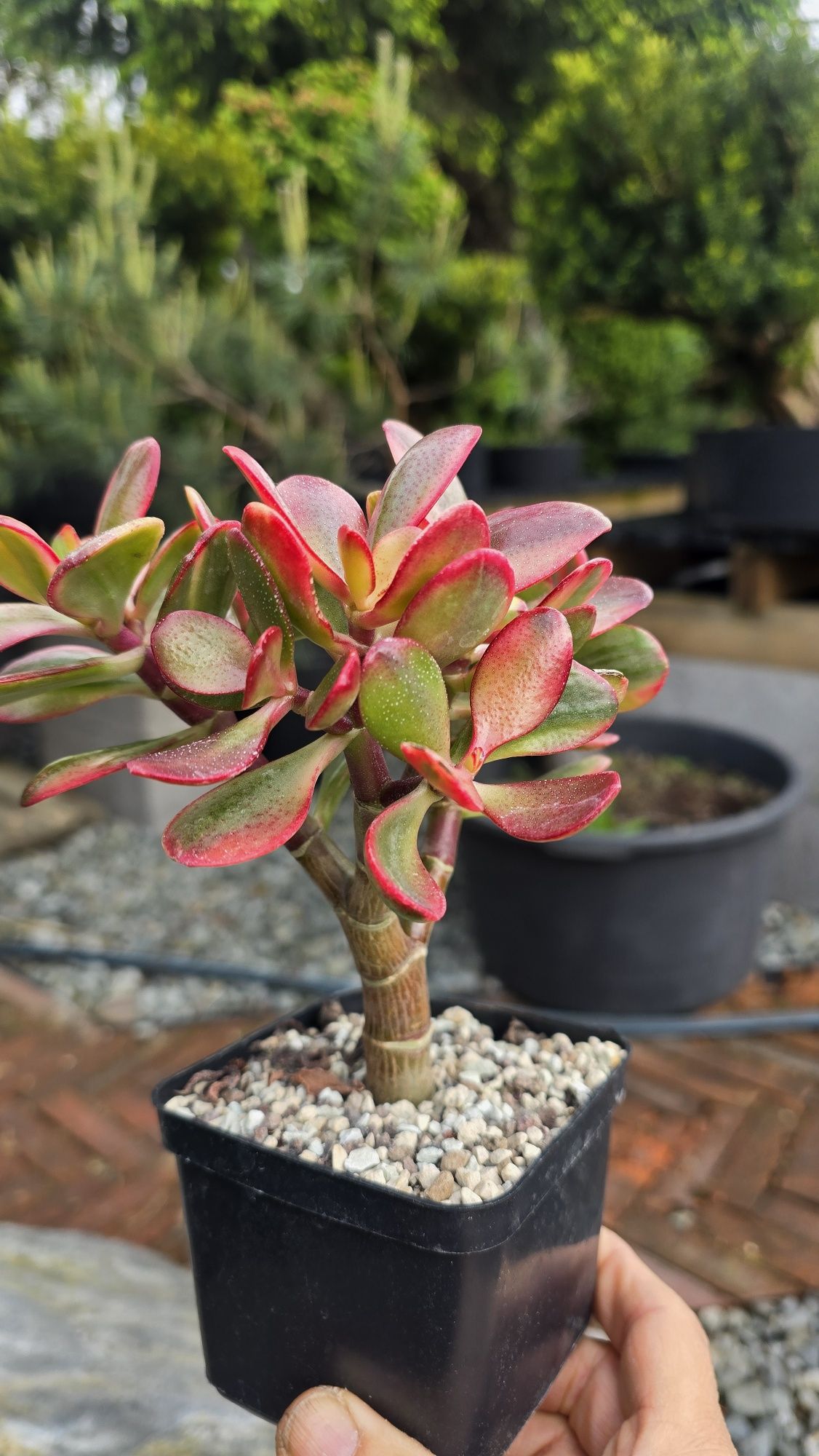 Crassula ovata Hummel's Ghost